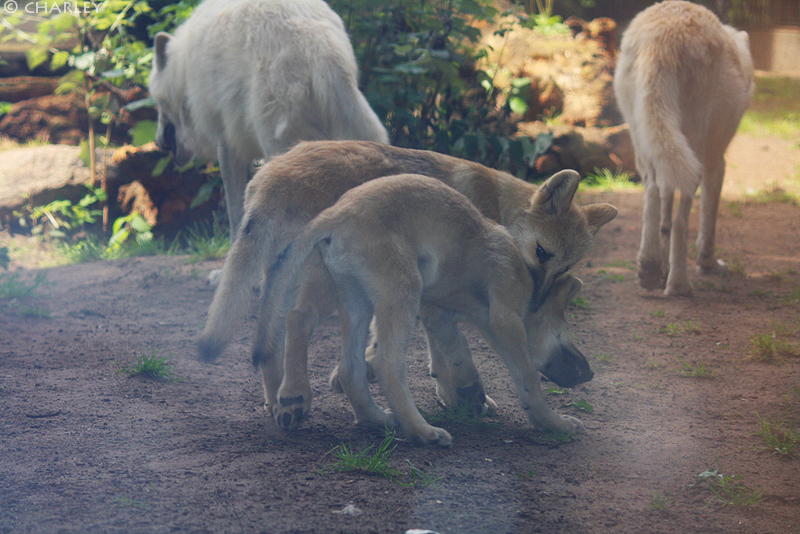 zoo-berlin2010 (86).jpg